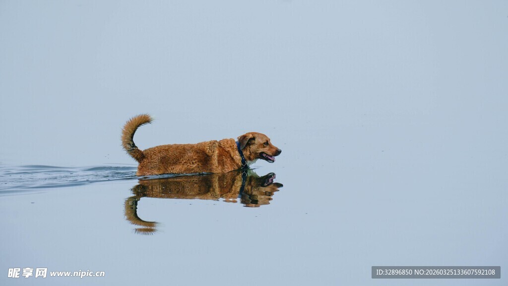 水中倒影里的可爱小狗