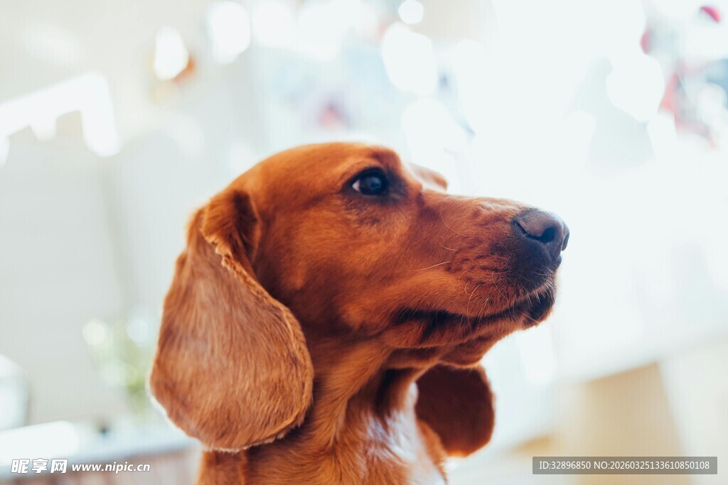 可爱棕色小狗抬头凝望