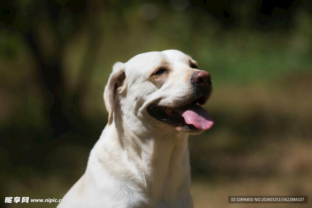 可爱白狗张嘴露舌