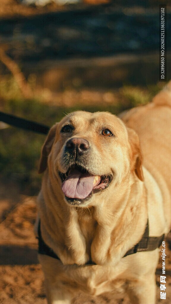 阳光下的可爱拉布拉多犬