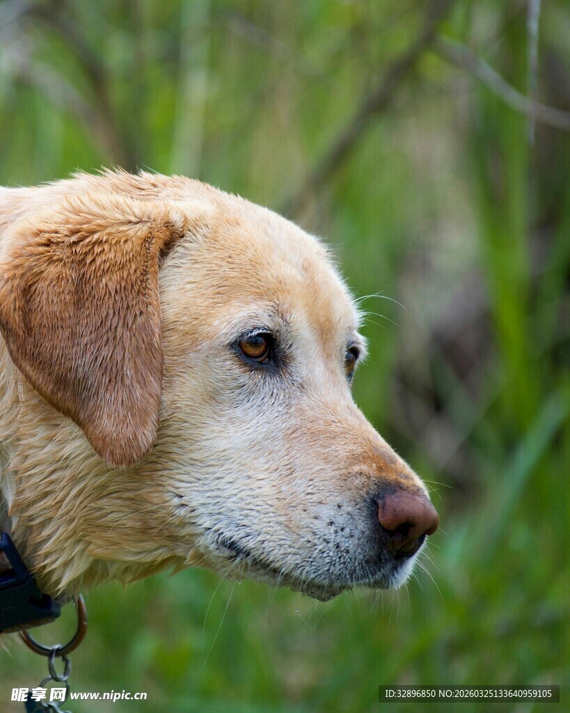 拉布拉多犬的侧颜特写