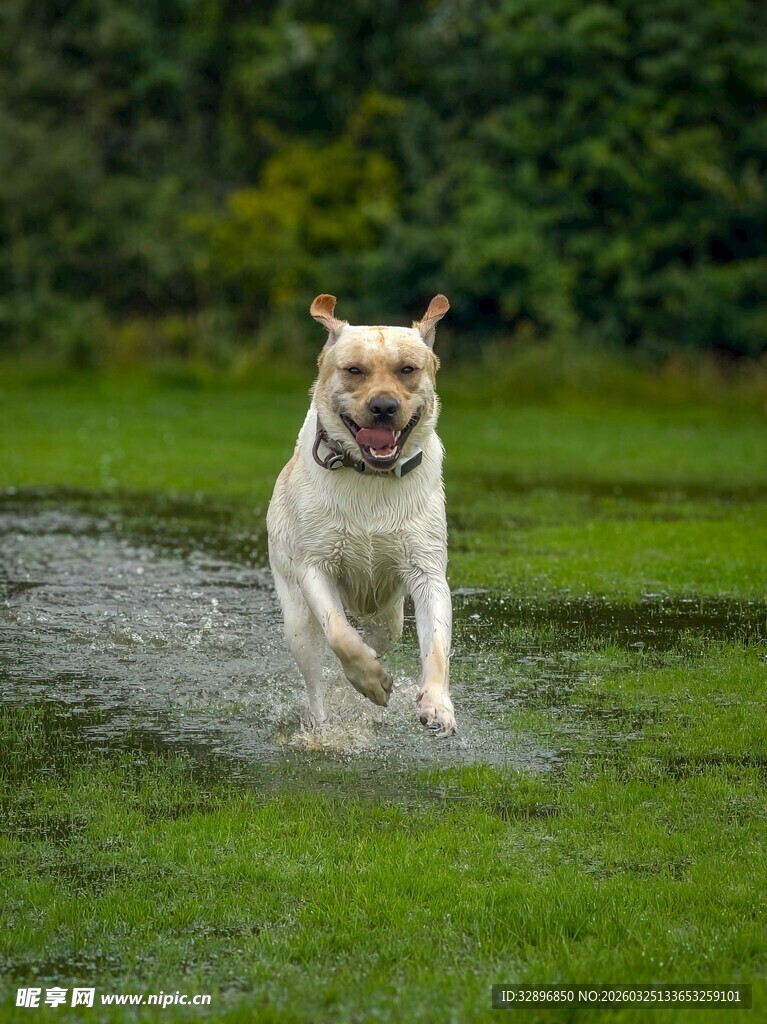 快乐狗狗在草地上欢快奔跑
