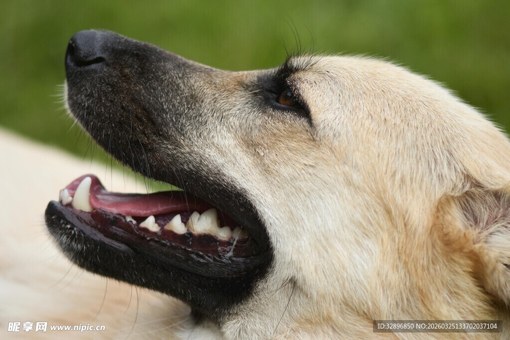 仰头微笑的可爱金毛犬