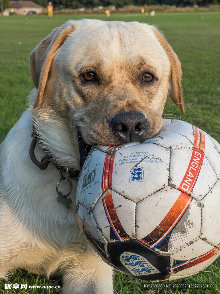 拉布拉多与足球的温馨一刻