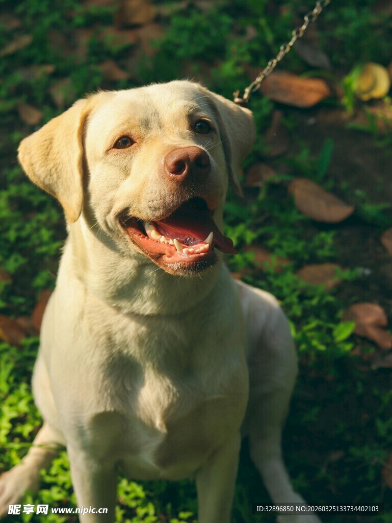 阳光下的可爱拉布拉多犬