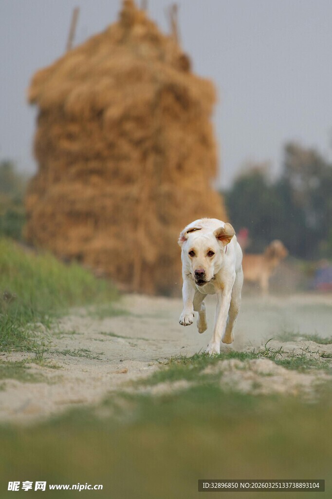 田野中奔跑的可爱白狗