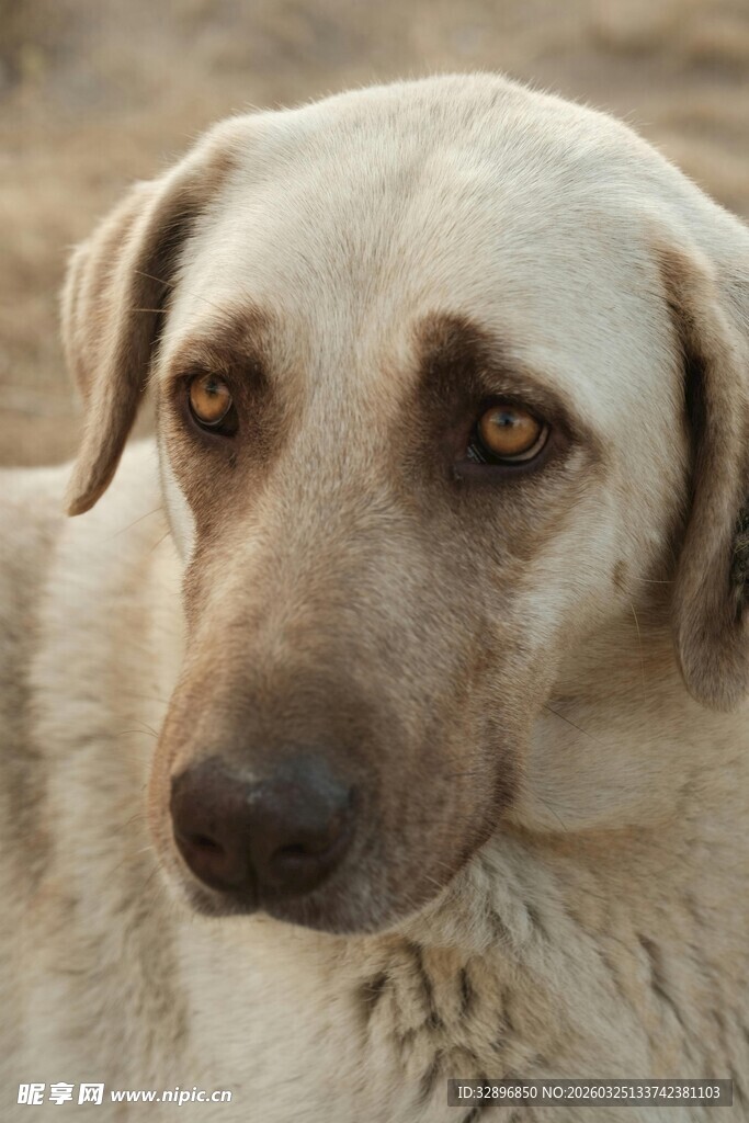 忧郁眼神的可爱狗狗
