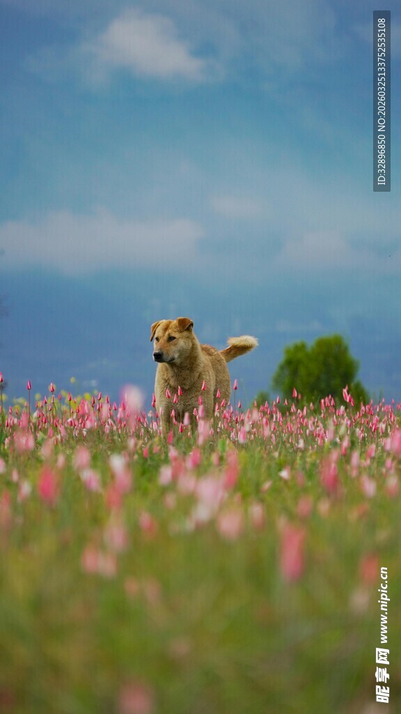 小狗在花海中欢快奔跑