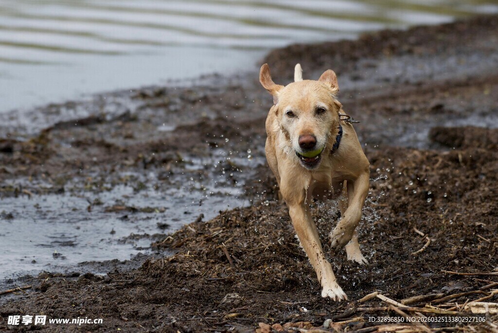 泥地奔跑的活力犬