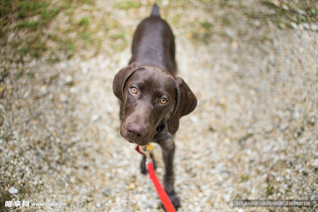 拴红绳的可爱棕色小狗