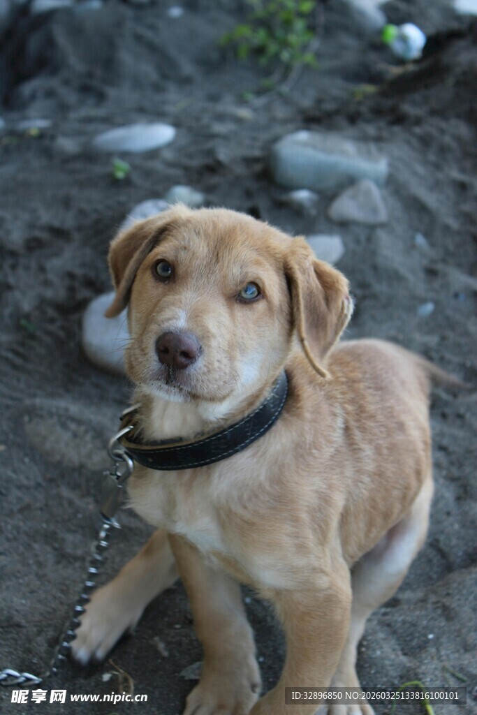 可爱小狗蹲坐岩石上