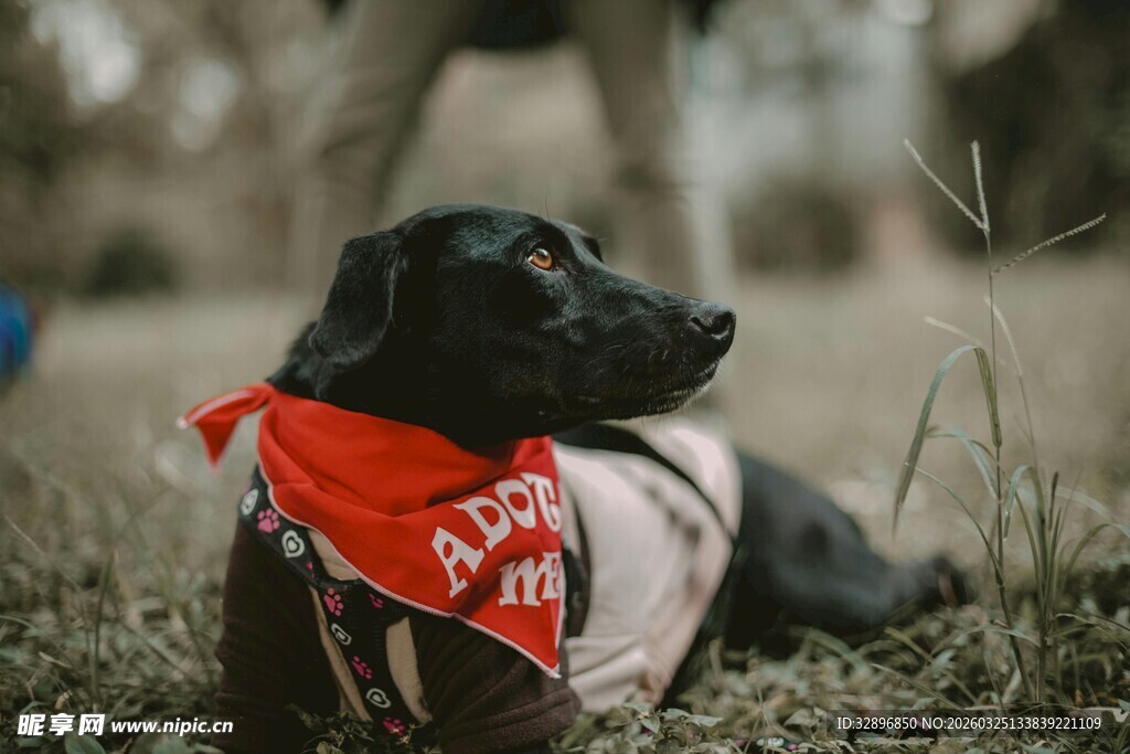 戴红围巾的可爱黑狗狗