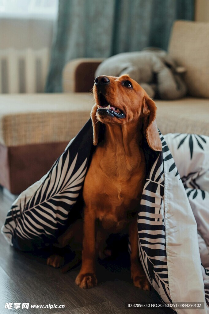 裹毯子的可爱腊肠犬