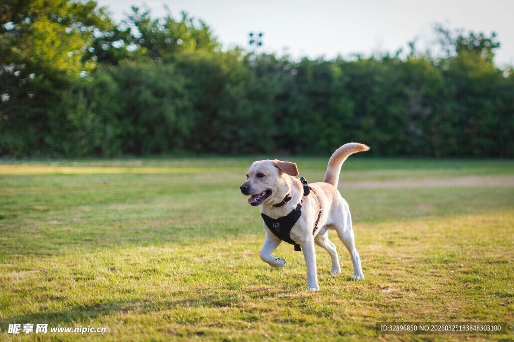 草地奔跑的快乐拉布拉多