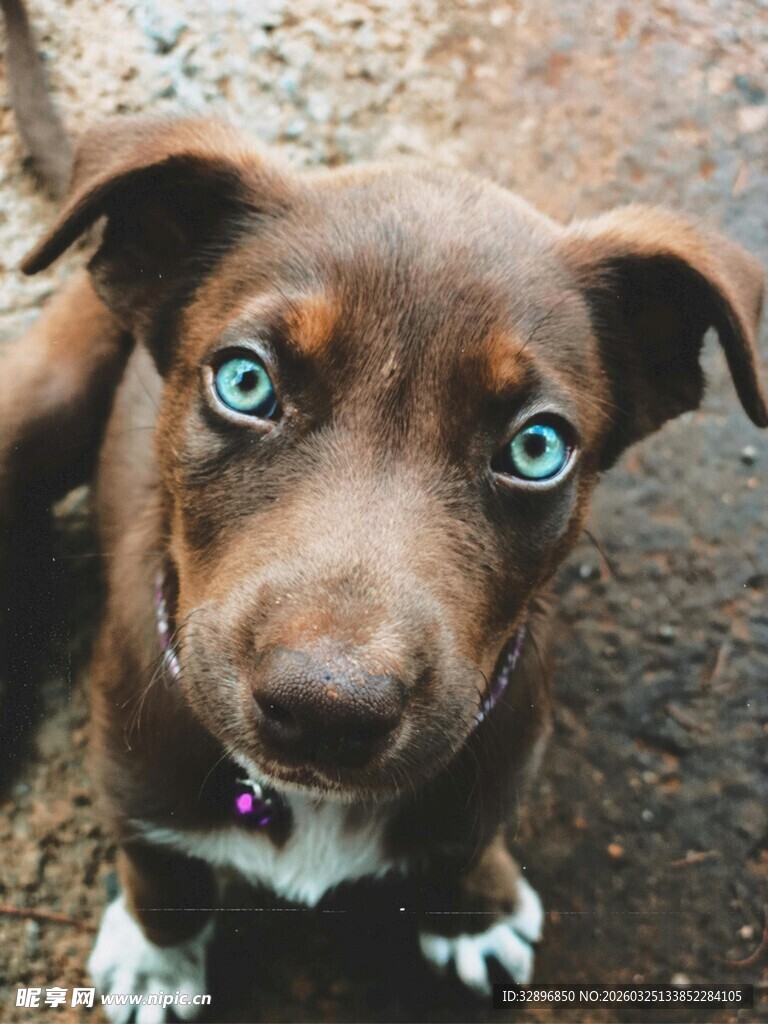 蓝眼萌犬仰头望镜头