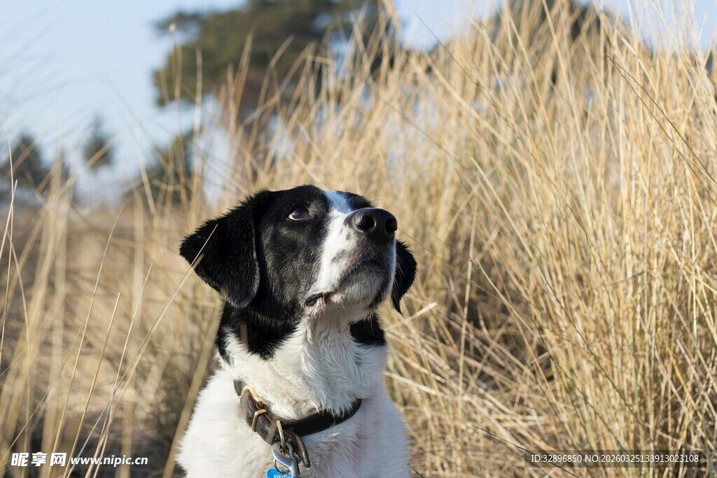 黑白犬立于金黄草丛中