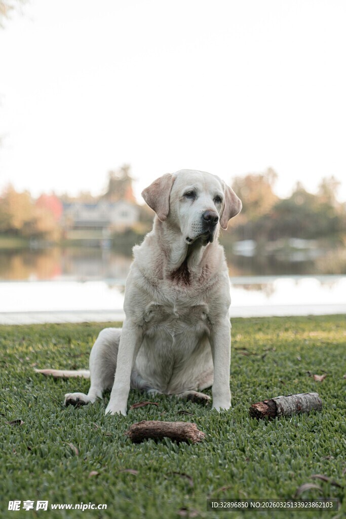 草地上的金毛犬