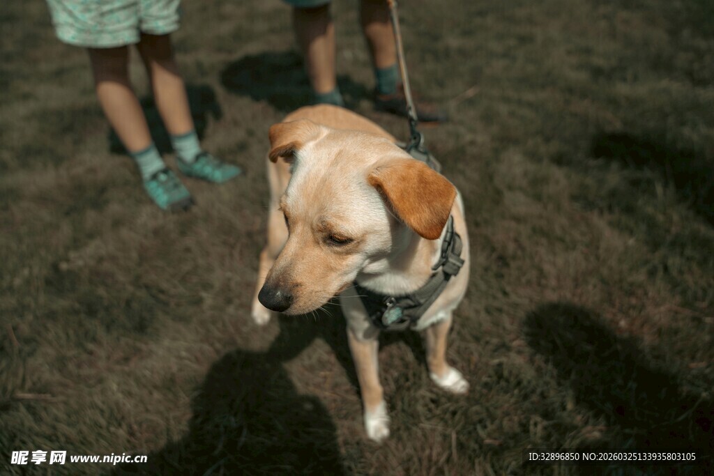 户外站立的可爱拉布拉多犬