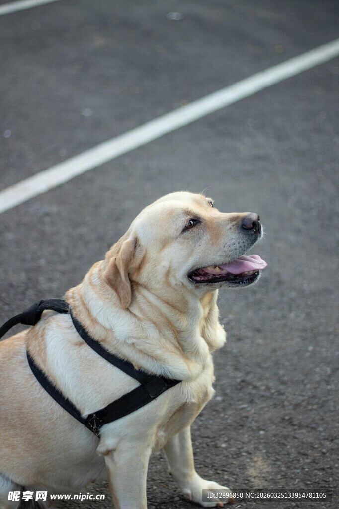 路边的拉布拉多犬