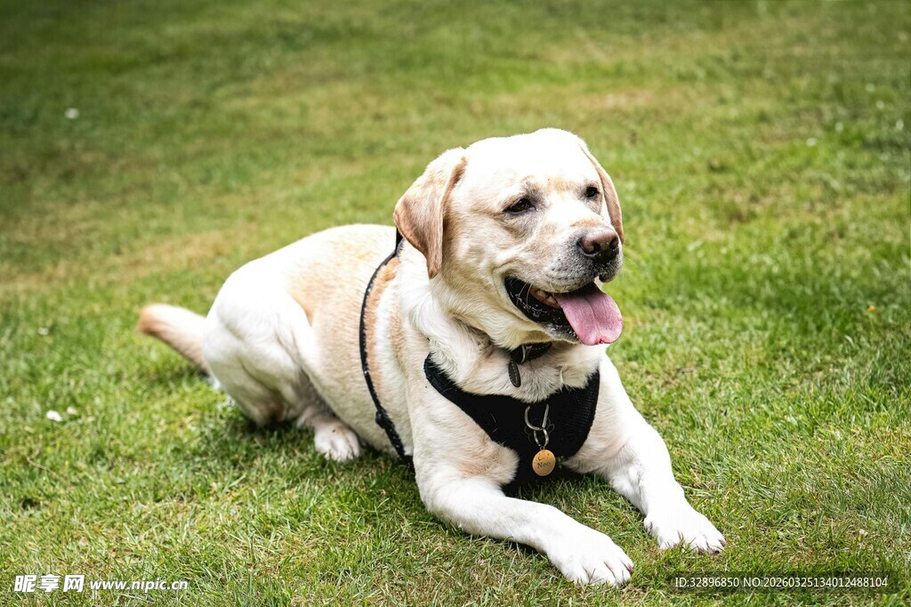 草地上的可爱拉布拉多犬