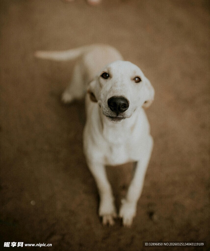可爱小白狗趴地望镜头