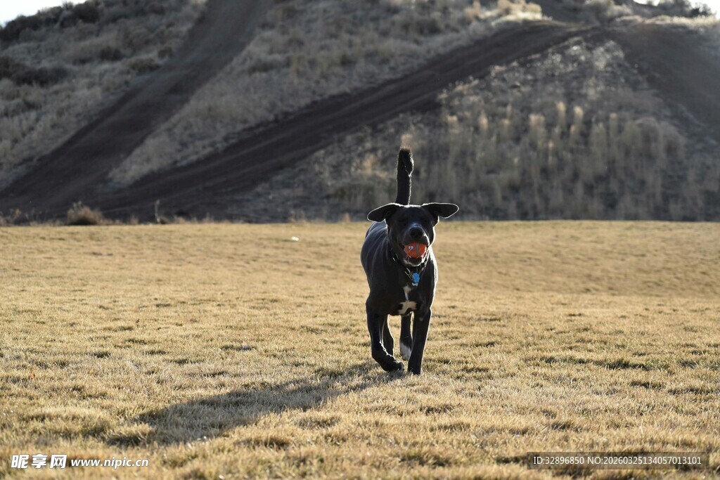 旷野独行的黑色骏马