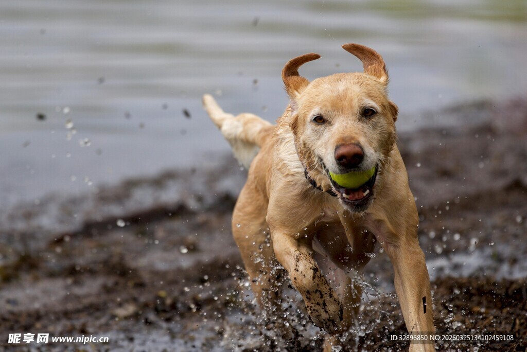 小狗叼球在泥地欢快奔跑