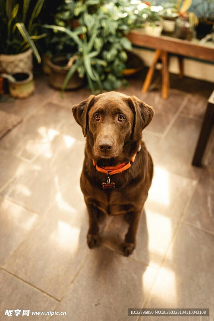 可爱巧克力色拉布拉多犬