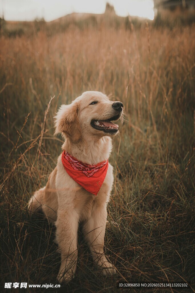 戴红围巾的金毛犬