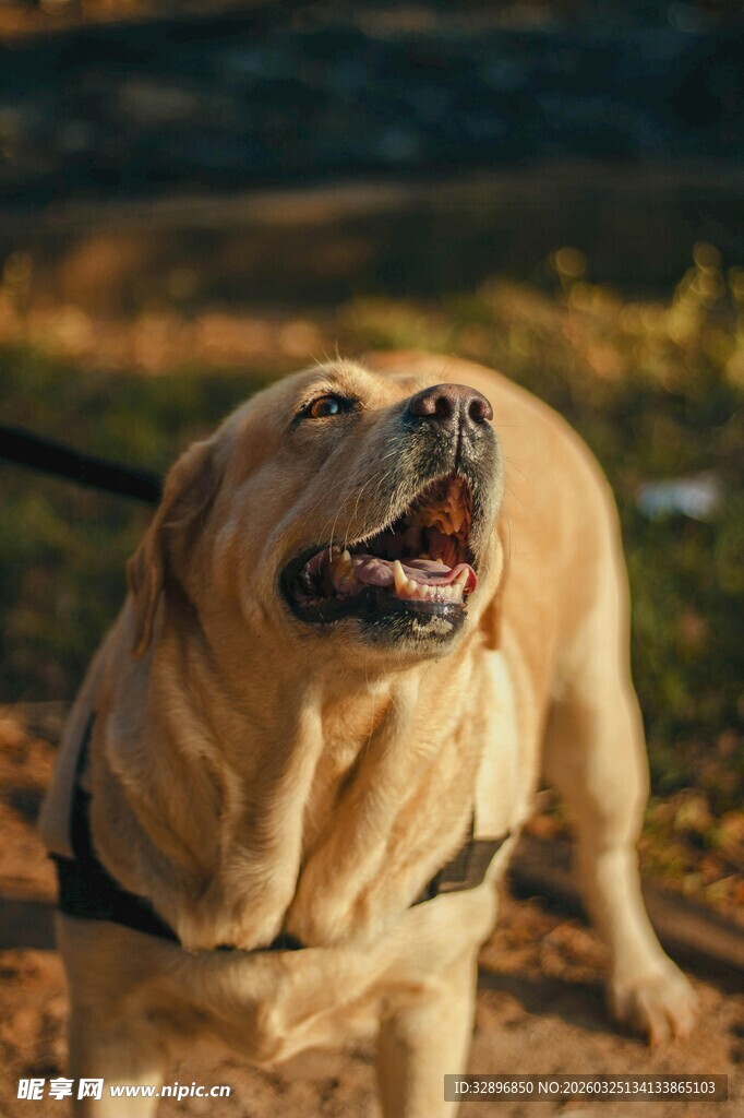阳光下开心的拉布拉多犬