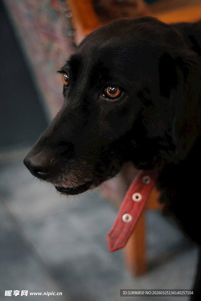 戴红巾的可爱黑色小狗