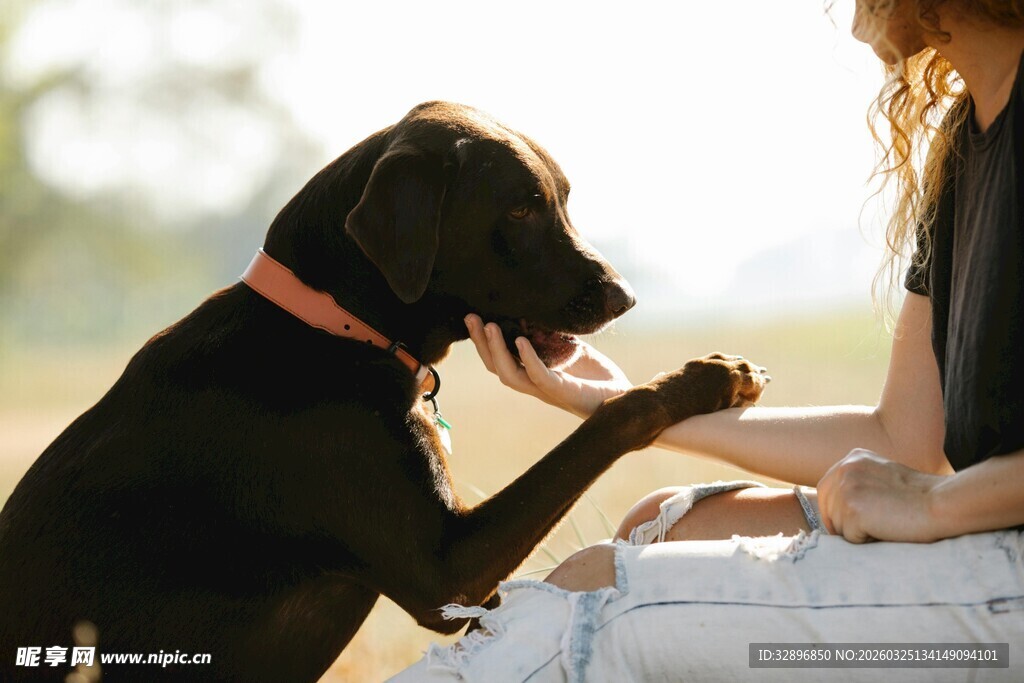 人与黑狗亲密互动瞬间