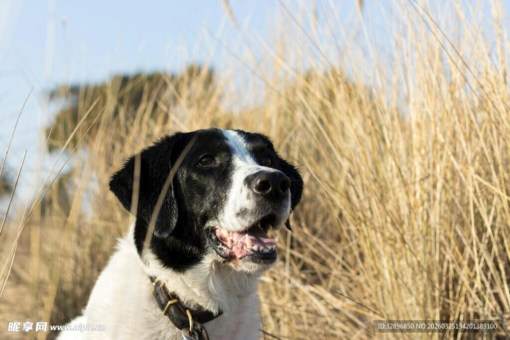 黑白大狗在草丛中微笑