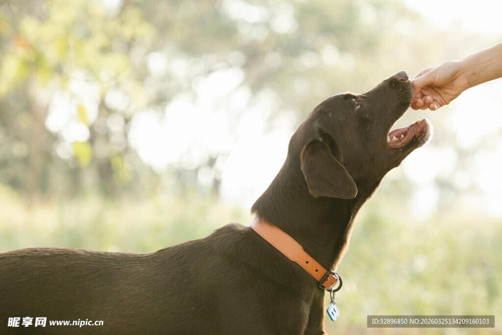人与黑狗互动喂食瞬间
