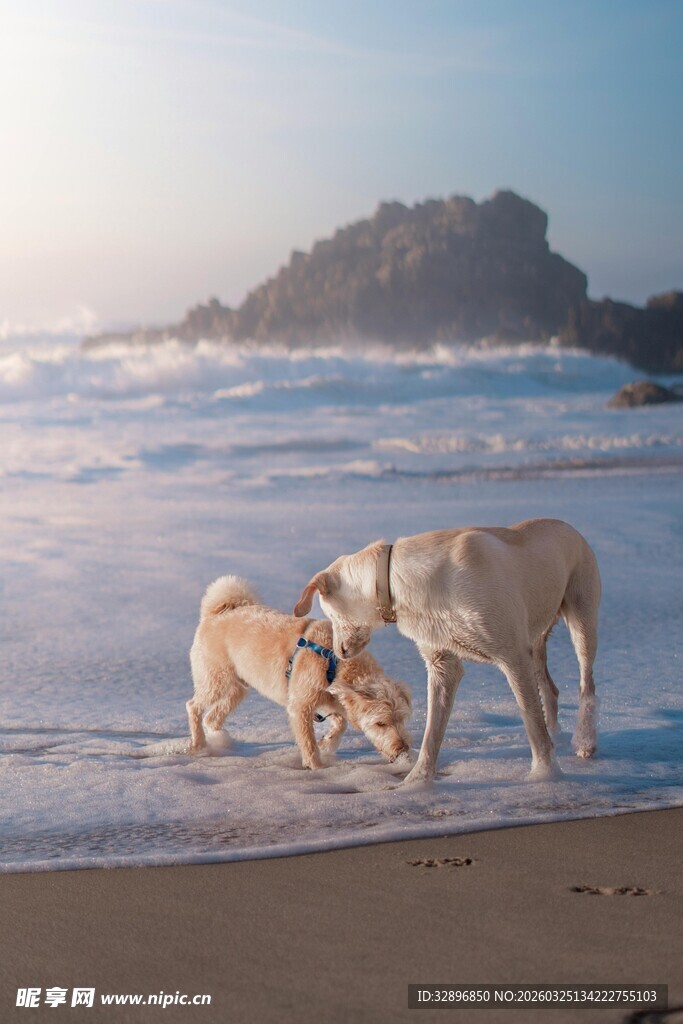 海滩上亲昵互动的可爱狗狗