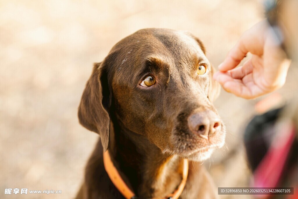 狗狗专注看手中食物