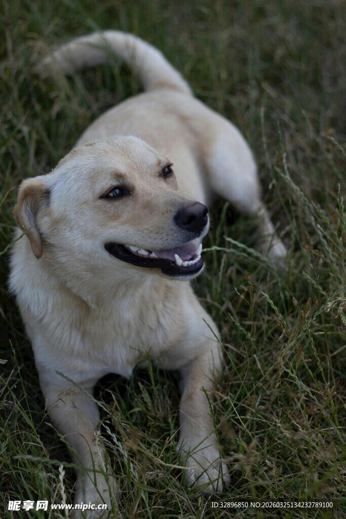 草地上的快乐拉布拉多犬