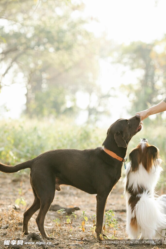 人与两犬互动温馨瞬间