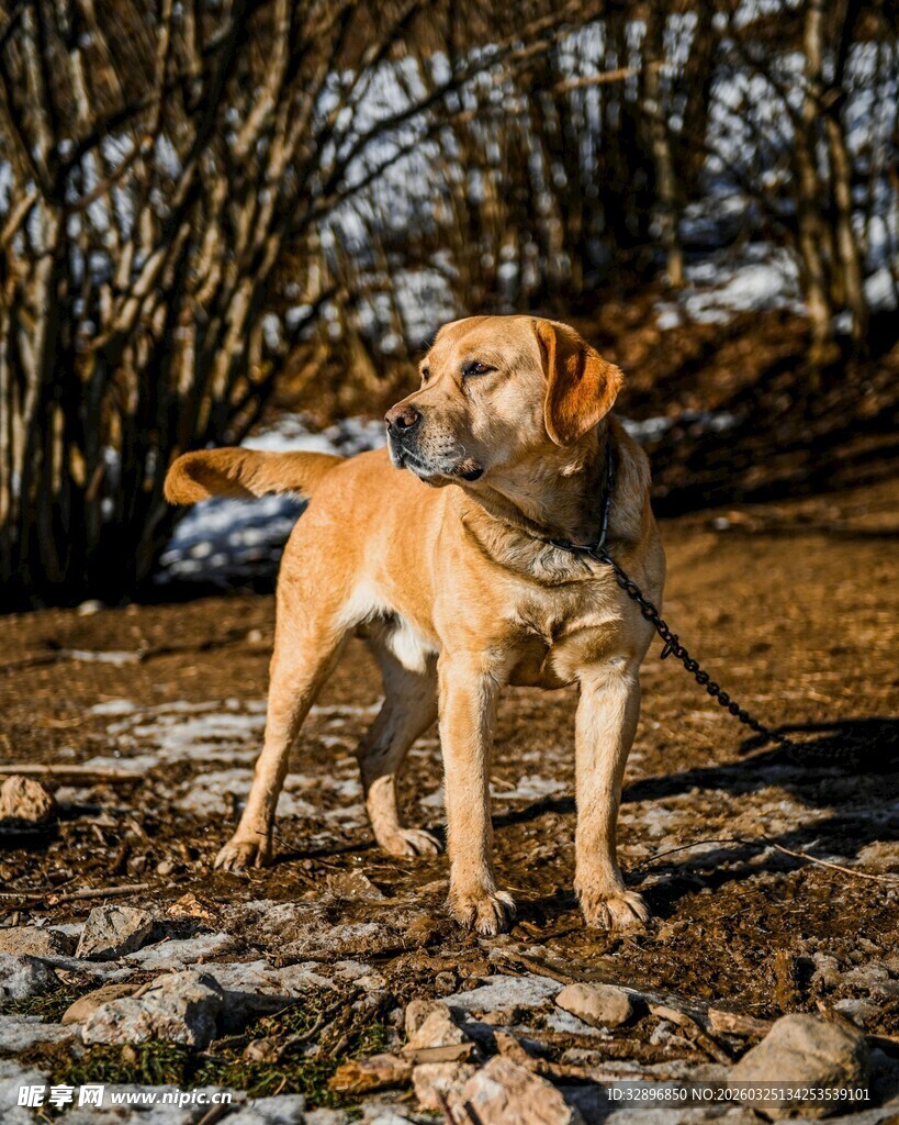 冬日户外的拉布拉多犬