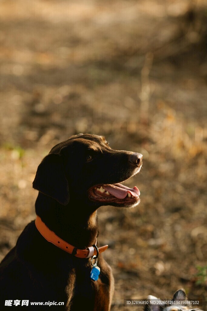 阳光下的黑色宠物犬