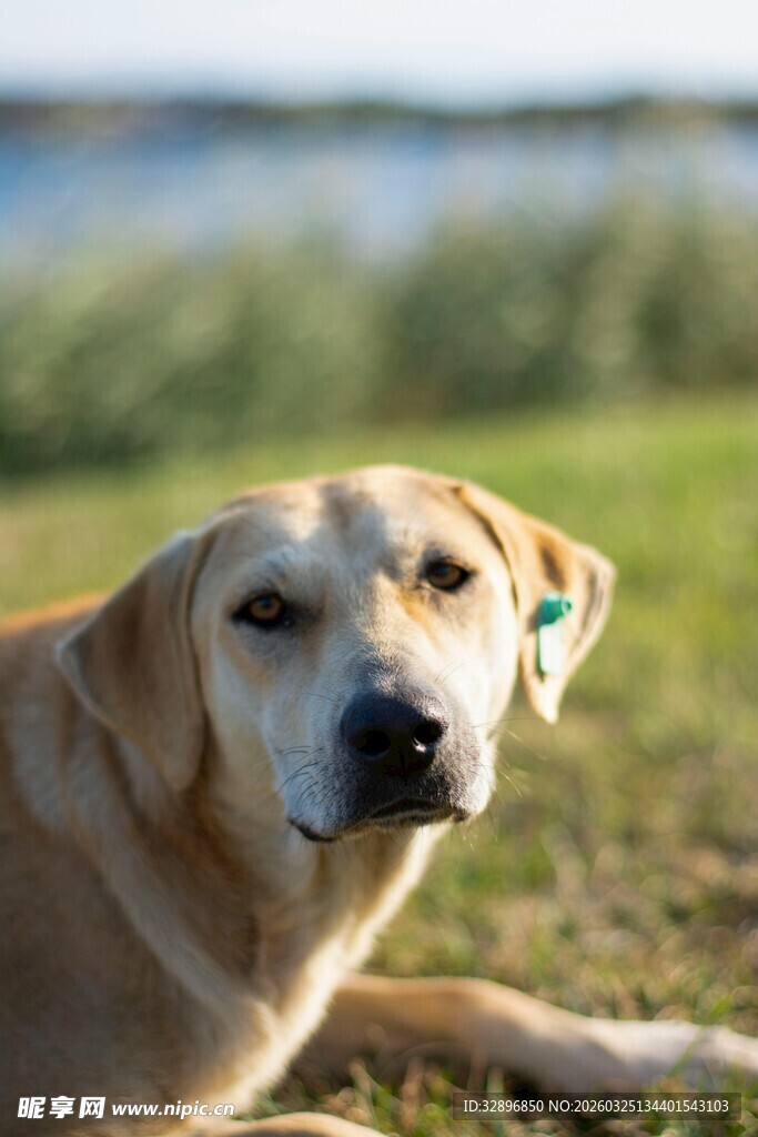 趴在草地的可爱拉布拉多