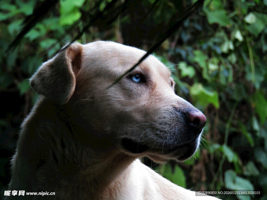 林间浅黄犬的侧颜特写