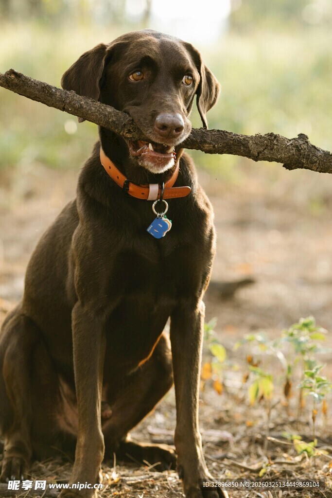 叼着木棍的欢乐巧克力色狗狗