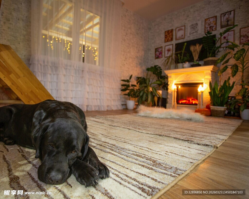 黑狗于温馨客厅惬意休憩