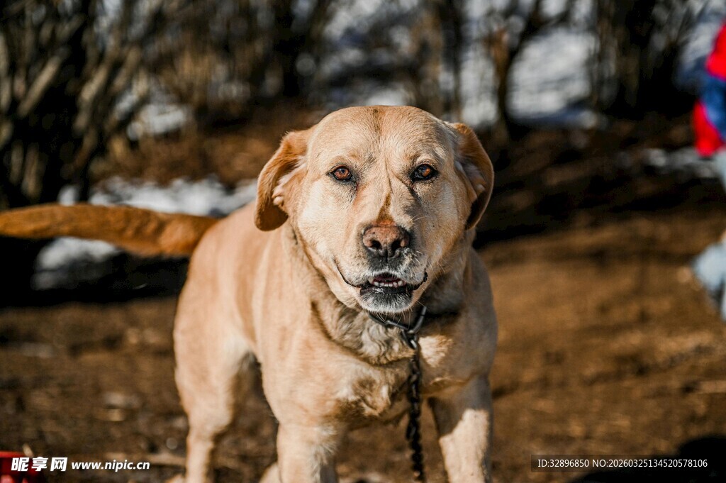 户外拴绳的棕色拉布拉多犬