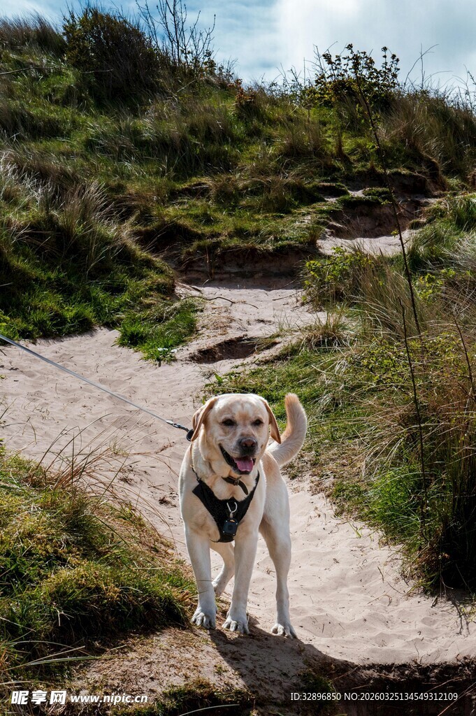 小路上的快乐拉布拉多犬