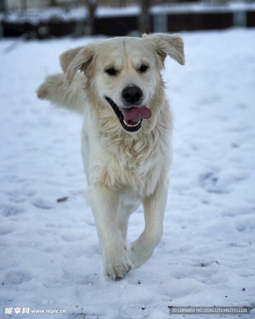 雪地中奔跑的快乐金毛犬