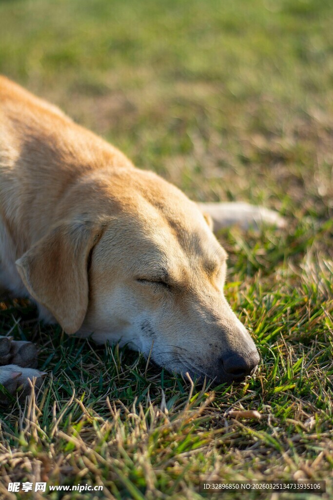 趴在草地上的慵懒拉布拉多