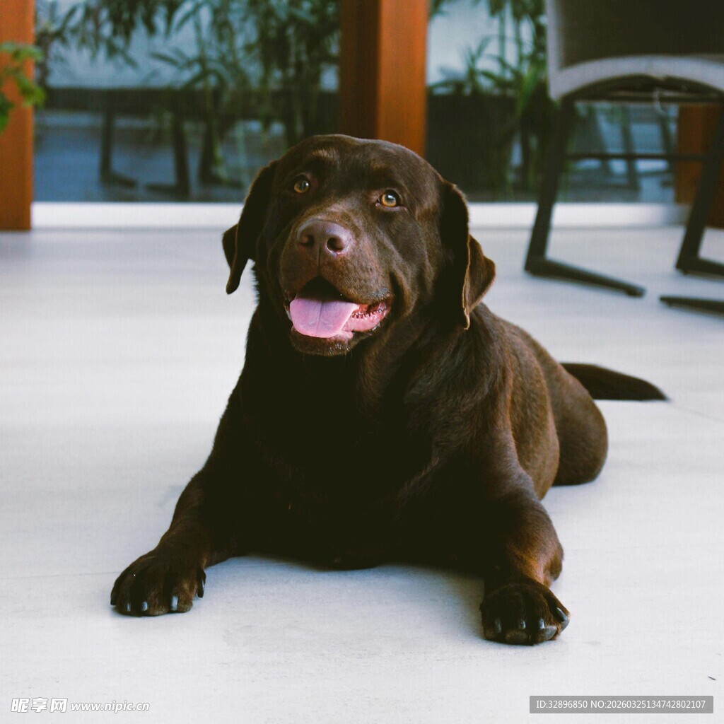 趴着的棕色可爱拉布拉多