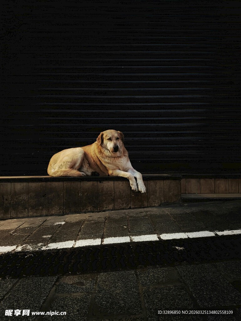 夜晚独卧的狗狗